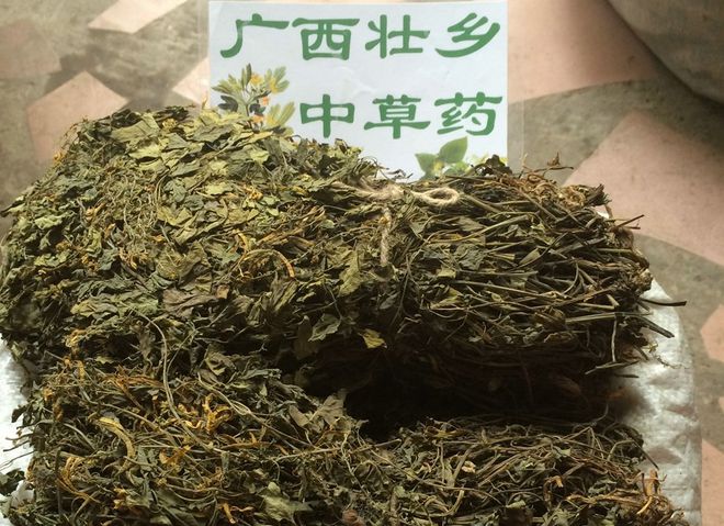 黄连根最新研究与应用进展消息速递